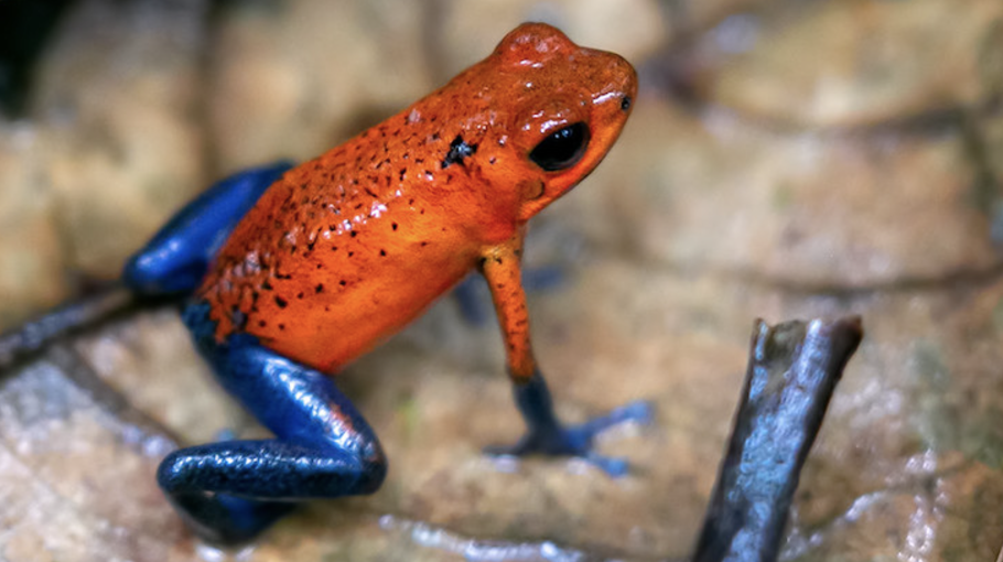 La misteriosa explosión de color en los animales ha durado 100 millones de años